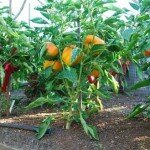 Биологические особенности перца