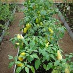 Ботаническая характеристика перца