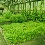 Выращивание петрушки в теплице