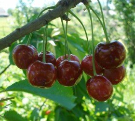 Вишня, сорт Шпанка Крупноплодная