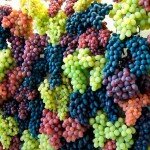 Свойства винограда