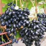 Виноград, сорт Надежда АЗОС