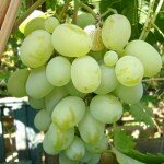 Виноград, сорт Подарок Запорожью