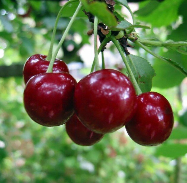 Вишня, сорт Низкорослая
