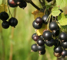 Уход за кустами смородины