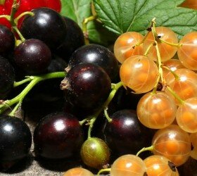 Смородина на глине вырастет или нет