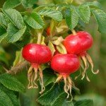 Шиповник – дар осени