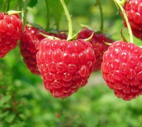 Малина – вкусное лекарство от множества болезней