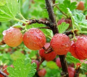 Выращивание и уход за крыжовником