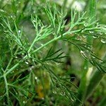 Укроп с весны до осени