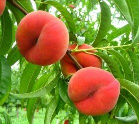 Посадка, выращивание и уход за персиком