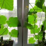 Как вырастить огурцы на балконе