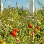 Томаты в уплотненной посадке