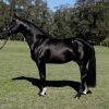 17479 Лошадь, порода Фризская