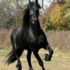17478 Лошадь, порода Фризская