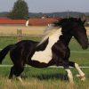 783 Лошадь, порода Австралийский пони
