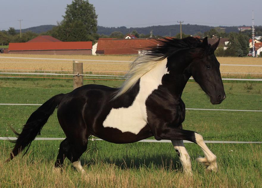 Лошадь, порода Фризская