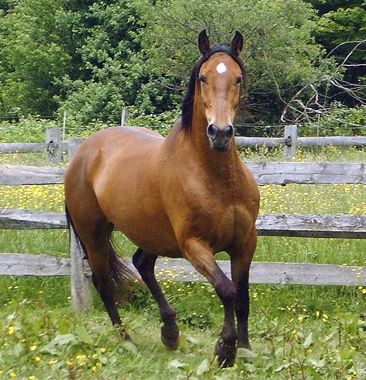 Лошадь, порода Мустанг