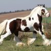 17467 Лошадь, порода Альтер-реал
