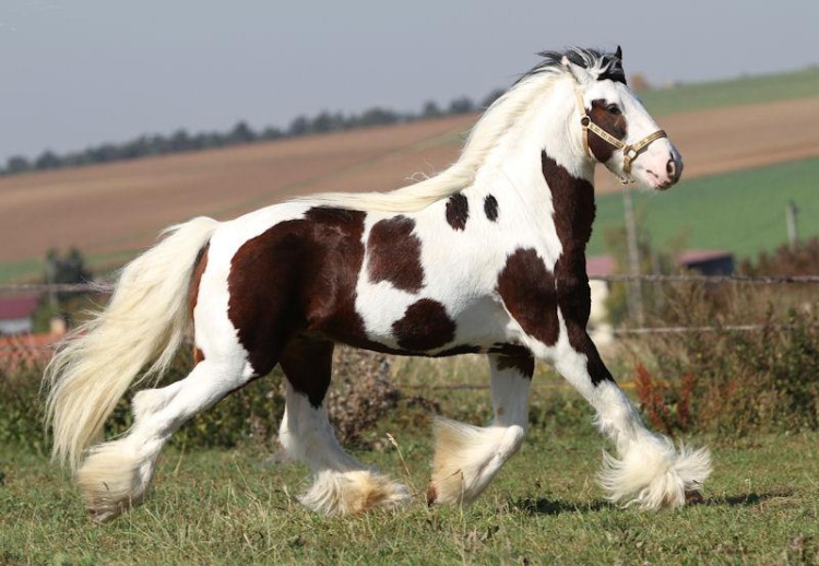 Лошадь, порода Ирландская