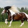 17468 Лошадь, порода Ирландская