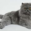 1667 Кошка, порода  Экзотическая короткошерстная кошка