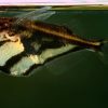 2293 Аквариумная рыбка Сиамский водорослеед