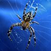 2315 Коричневый паук - отшельник