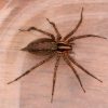 2326 Желтый паук (Cheiracanthium)