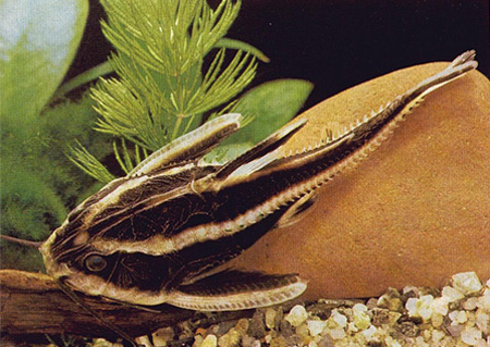 Аквариумная рыбка Полосатый платидорас