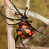 2317 Желтый паук (Cheiracanthium)