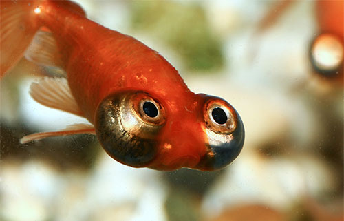 Аквариумная рыбка Небесное око (Звездочет)