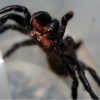 2324 Водяной паук (Argyroneta aquatica)