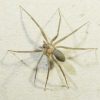 2332 Водяной паук (Argyroneta aquatica)
