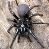 2319 Коричневый паук - отшельник