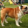 1443 Собака, порода Стаффордширский Терьер