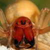 2328 Водяной паук (Argyroneta aquatica)