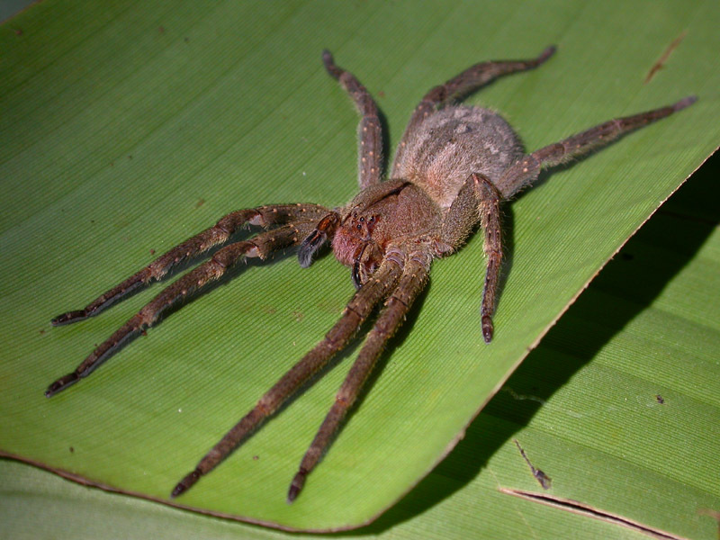 2321 Бразильский странствующий паук