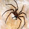 2309 Бразильский странствующий паук