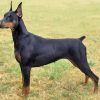 1449 Собака, порода Немецкий дог