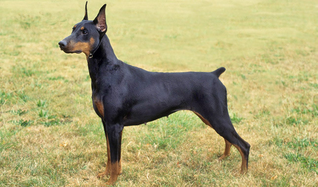 1449 Собака, порода Доберман