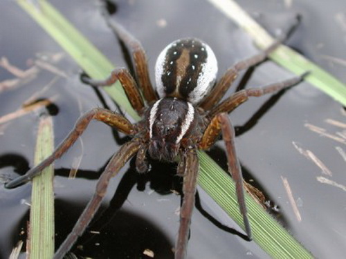 Водяной паук (Argyroneta aquatica)