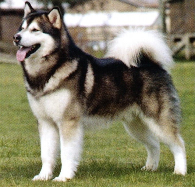 1599 Собака, порода Аляскинский Маламут