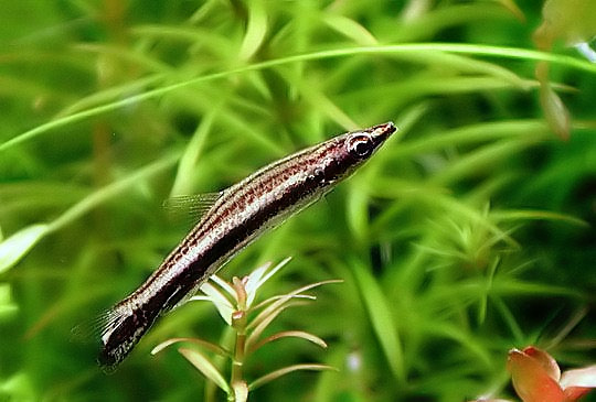 Аквариумная рыбка Пецилобрикон.