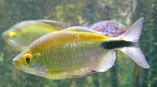 Аквариумная рыбка Конго желтый (арнольдихт) .