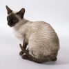 1713 Кошка, порода Египетская мау