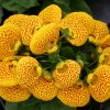 1758 Цветок Крокусы (Шафран)