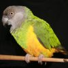 2129 Конголезский длиннокрылый попугай