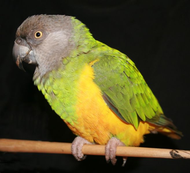 2129 Сенегальский длиннокрылый попугай