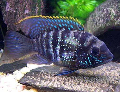 Аквариумная рыбка Акара голубовато-пятнистая.